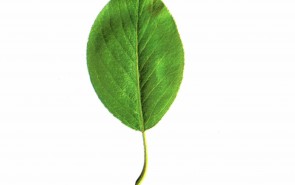 باران خلاف نیست