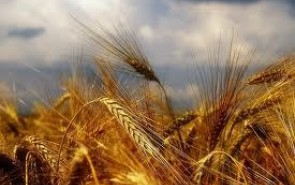 بررسی «کشاورزی در قرآن و حدیث نبوی(ص)» در همایش مصر